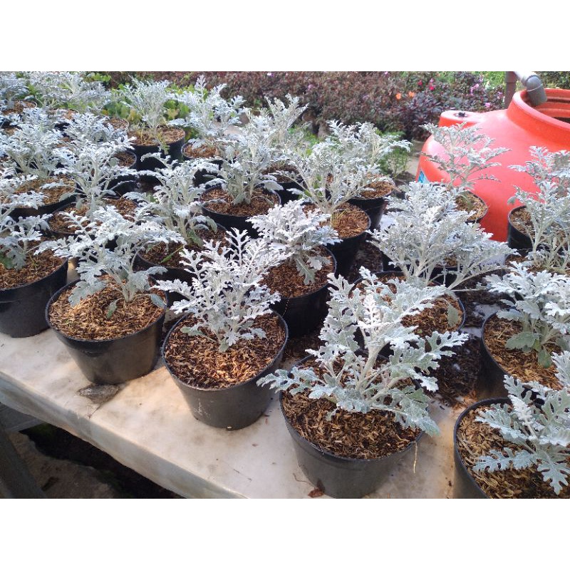 Bunga Putri Salju - Silverdust