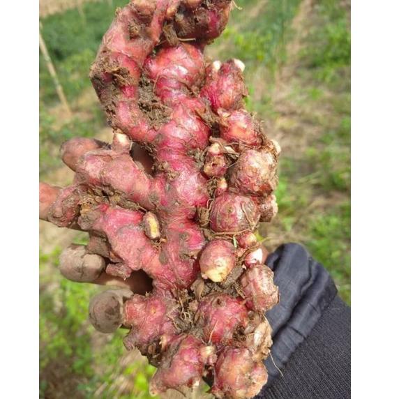 

⇥ JAHE MERAH (1 KG) る