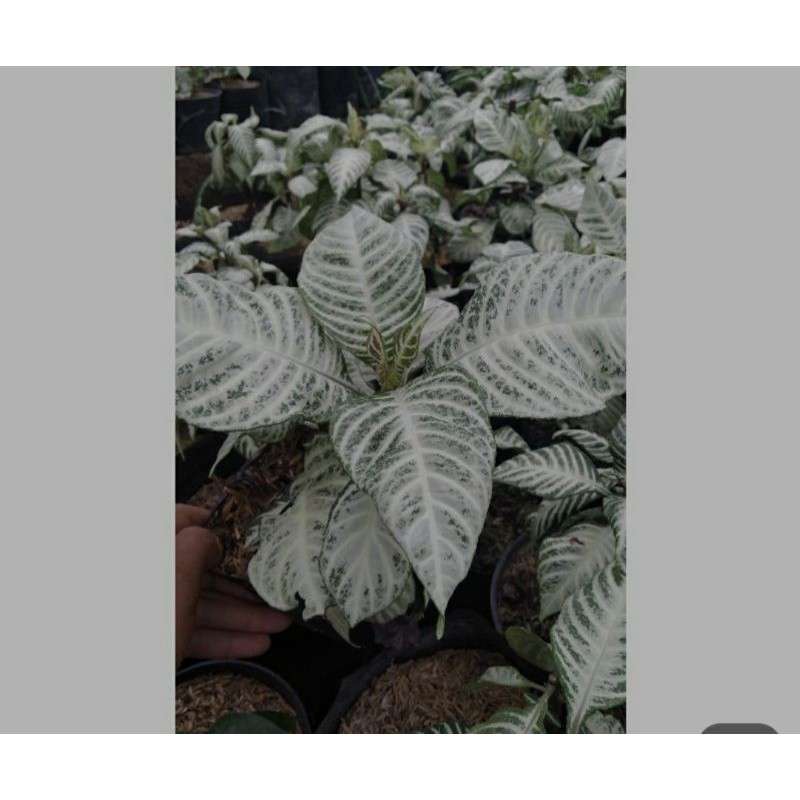 

Appleandra Snow White