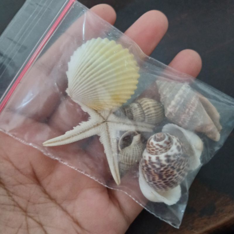 KERANG DAN BINTANG LAUT UNTUK HIASAN LILIN