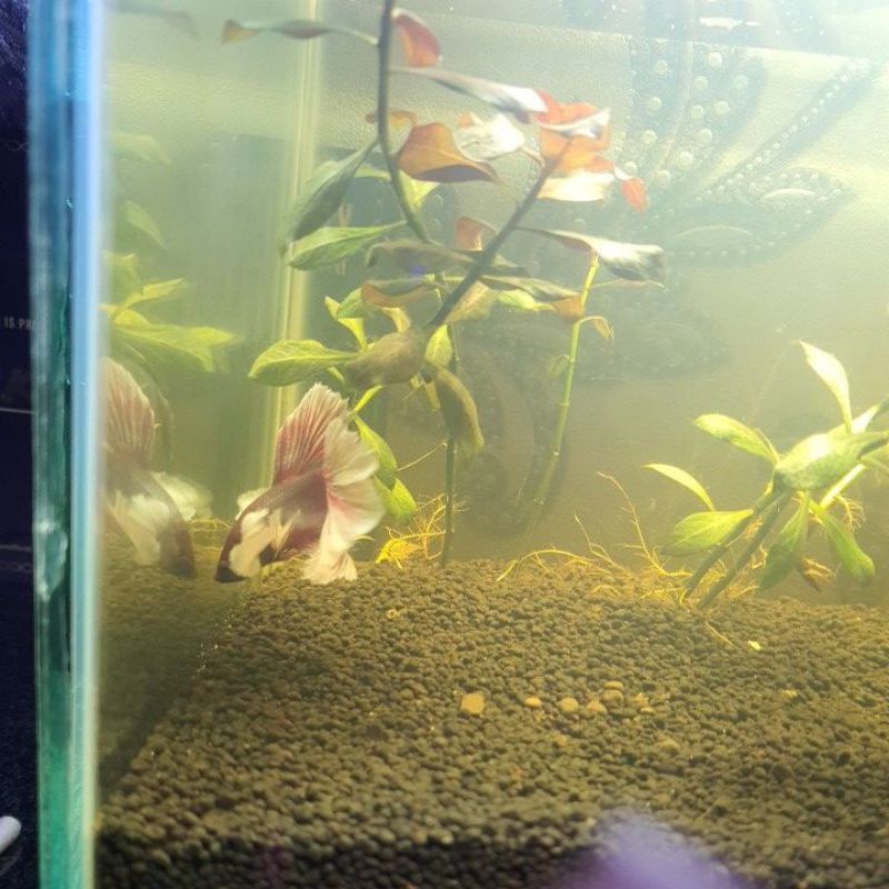 Ikan Cupang Ori Thailand bersertifikat