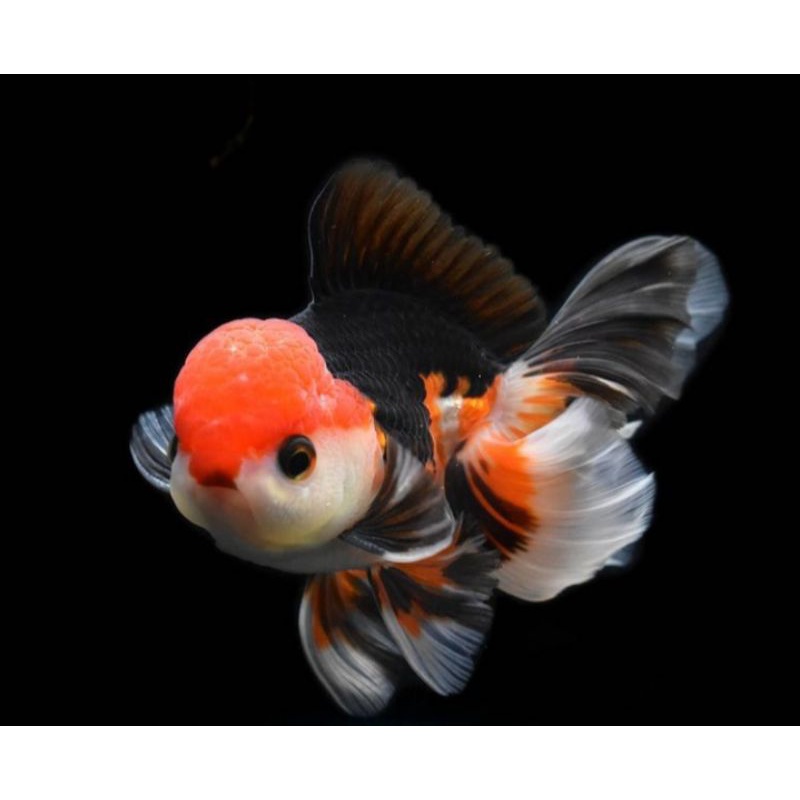 ikan mas koki oranda blackgold  panda   3colour berkualitas   ikan hias aquarium aquascape
