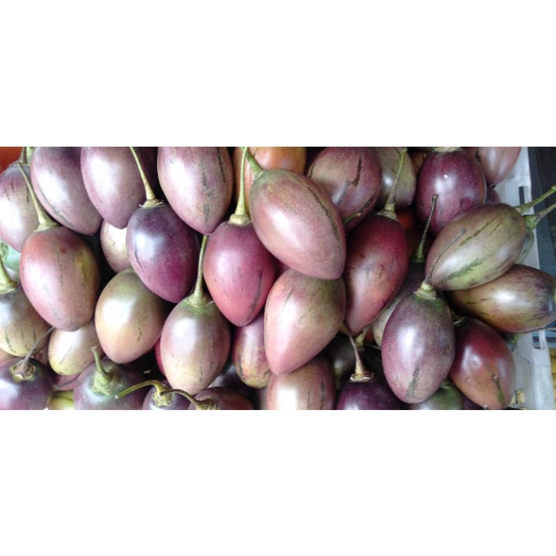 

Buah Terong Terung Belanda minim order 2 kilogram @ perkilogram