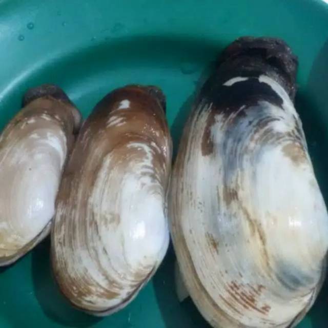 

kerang gajah