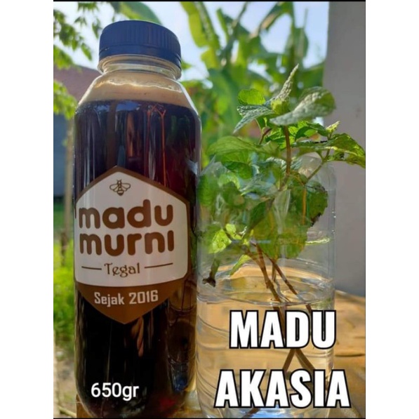 

Madu Asli Madu Akasia