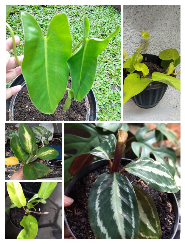 Tanaman Srigading Lemon - Sirih Gading Lemon - Srigading Love