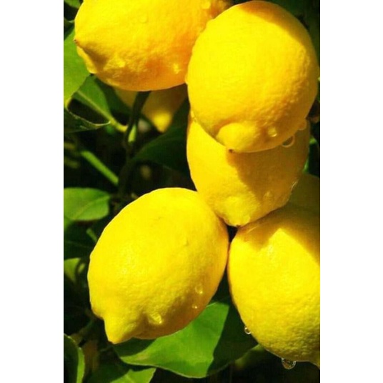 Bibit lemon california