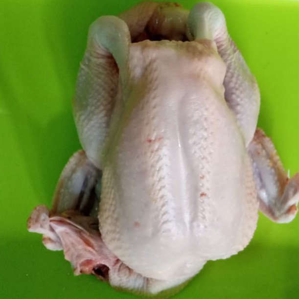 

ayamnegeri 1.05_1.1 kg HIDUP