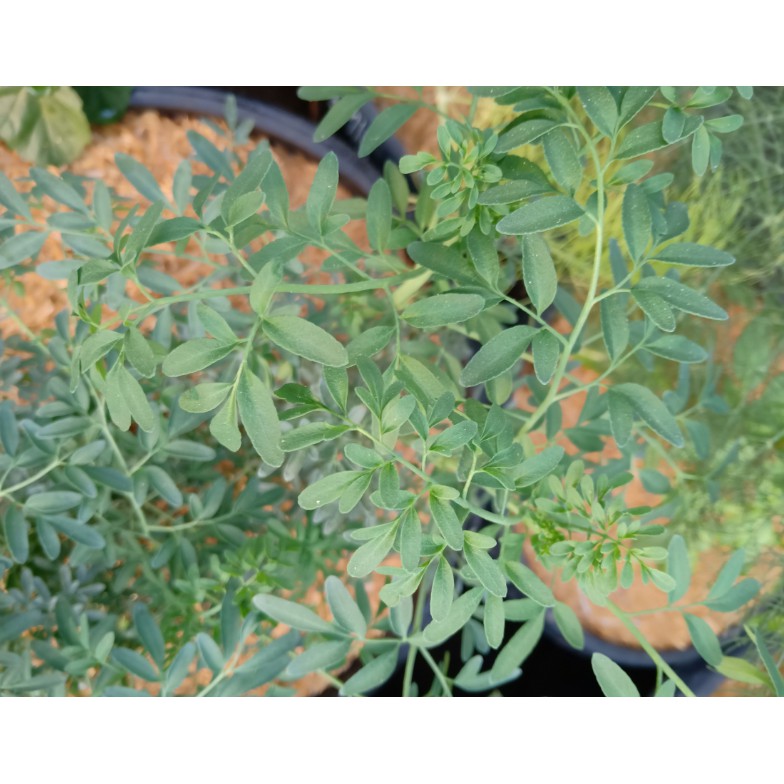 Bibit Tanaman Herbal Daun Inggu