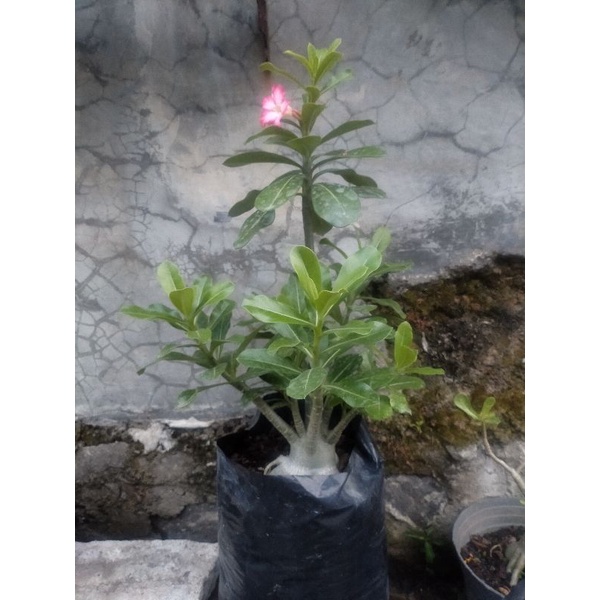 adenium cabser x arabicum Yaman