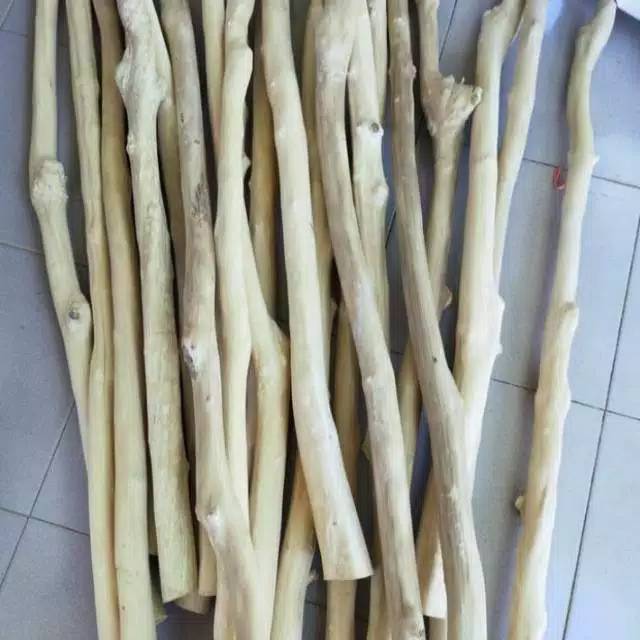 tangkringan burung / iguana kayu kopi cabang