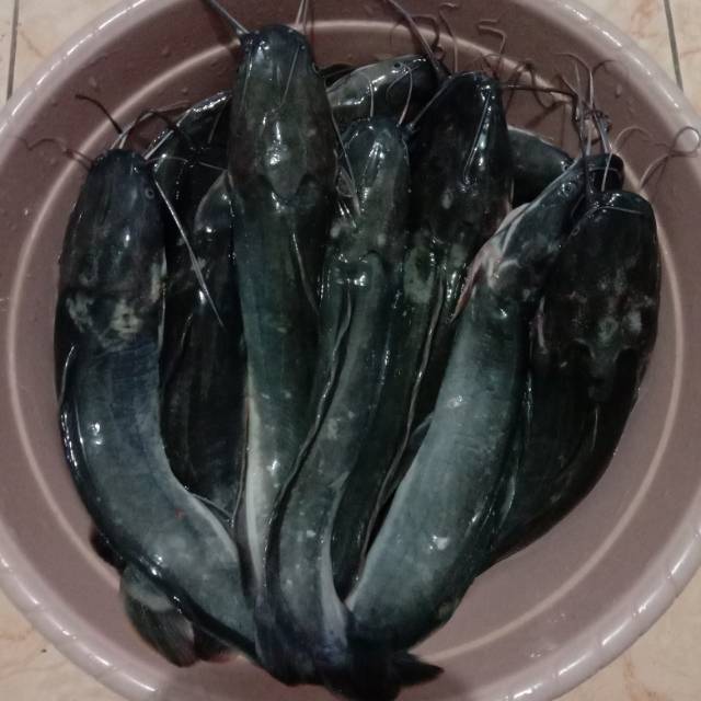 

Ikan lele