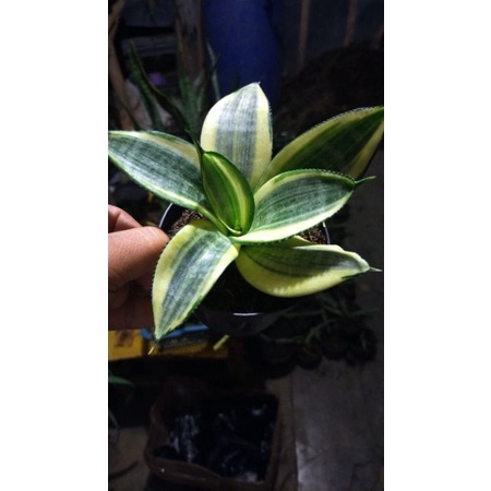 sansevieria zapanis twister