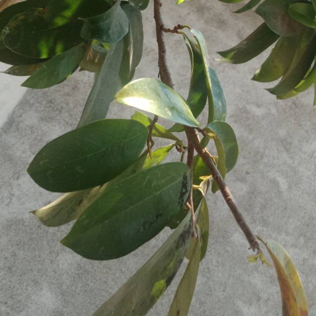 

Daun sirsak segar (harga per 50 lembar daun)
