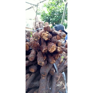 cutting Alfonso anggur berkalus