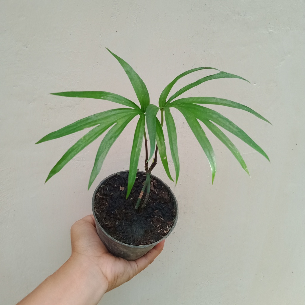 Tanaman Hias Amydrium Zippelianum