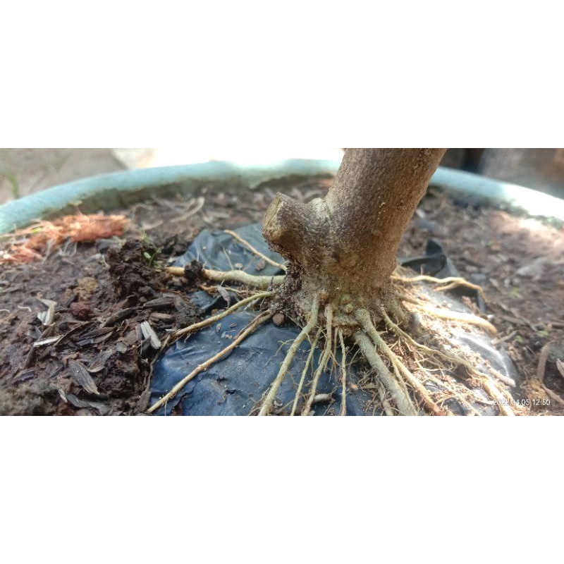 bahan bonsai anput program akar
