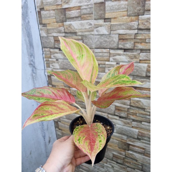 aglonema red panama