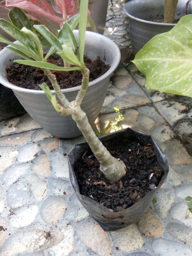 Bibit Bunga Kamboja Candik Ayu