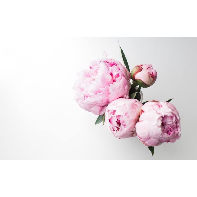 Le Reve Refill Reed Diffuser (include Reed Sticks)-Peony Blush