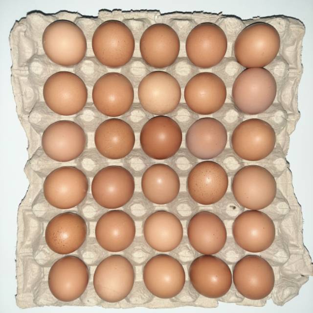 

PROMO TELUR AYAM 1.5 kg 47000 murah telor ayam bagus telur ayam peternak
