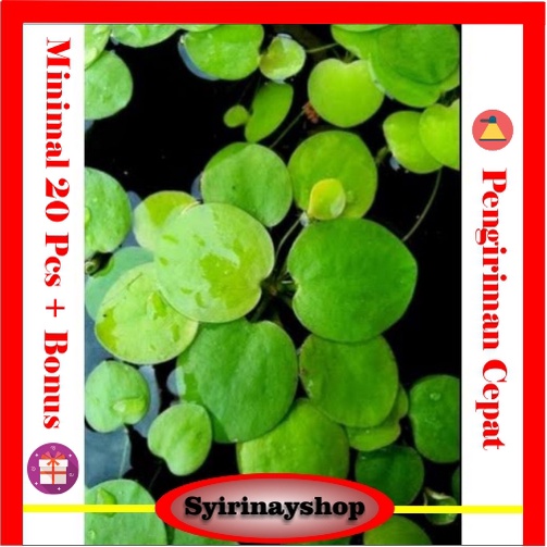 Tanaman Air Aquascape Tumbuhan Amazon Frogbit