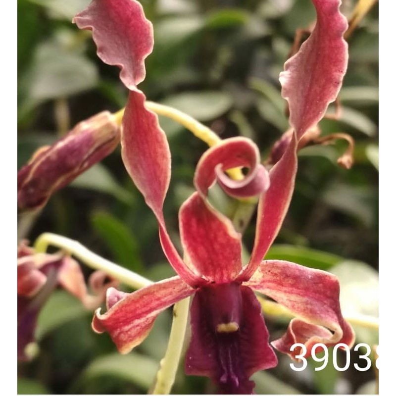 anggrek dendrobium REMAJA HUSMADI X DISCOLOR
