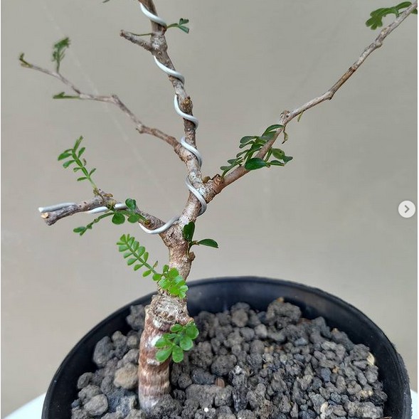 Pachypus Operculicarya | Sukulen | Bonsai Mini Madagaskar