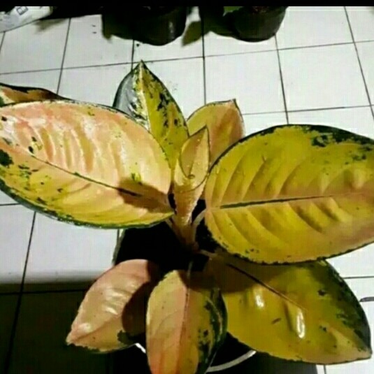 (NEW) bibit bonggol aglonema sultan brunei(sultan brunei)