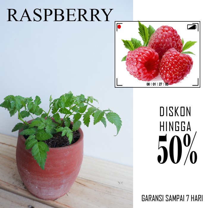 Tanaman Buah Raspberry - Buah rasberi merah