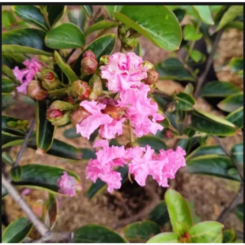 bibit bonsai sakura mikro