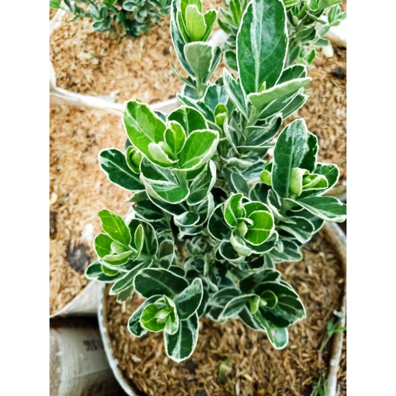 tanaman hias taiwan leaf (euonymus japinicus) | tanaman hias indoor outdoor.