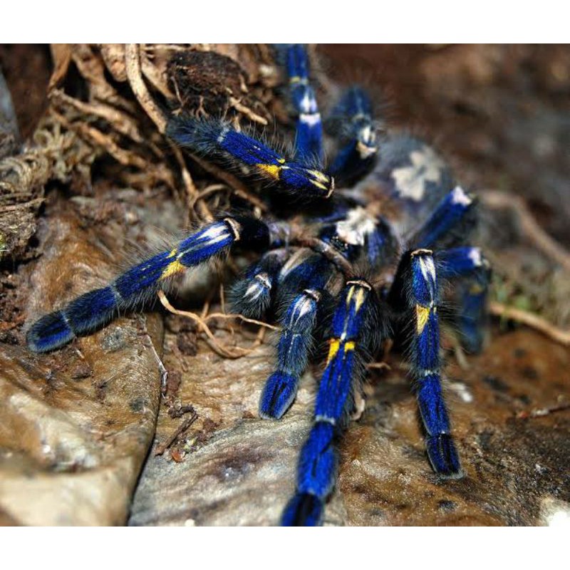 Poecilotheria Metallica sling spiderling tarantula mainan