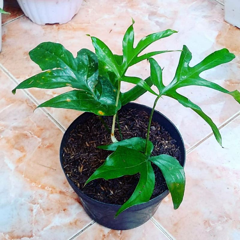 Tanaman Hias Amydrium Medium Green / Amydrium Medium / Amydrium / Borneo sp.