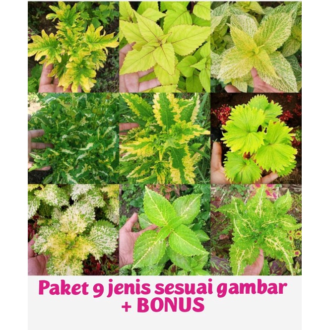 Tanaman Hias Murah 9 Jenis Bunga  Miana Langka Miana Premium