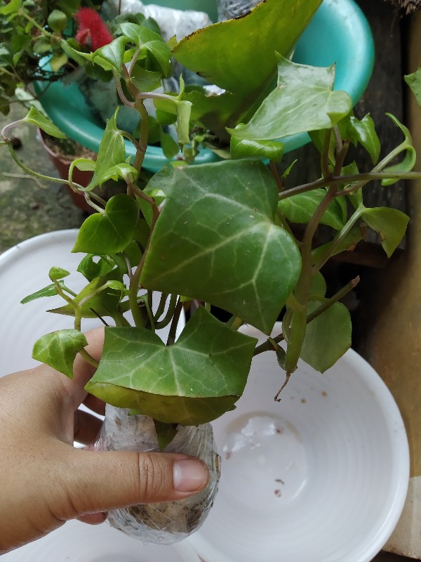 Tanaman Hias Gantung Bunga Ivy Varigata / Hedera Helix Glacier