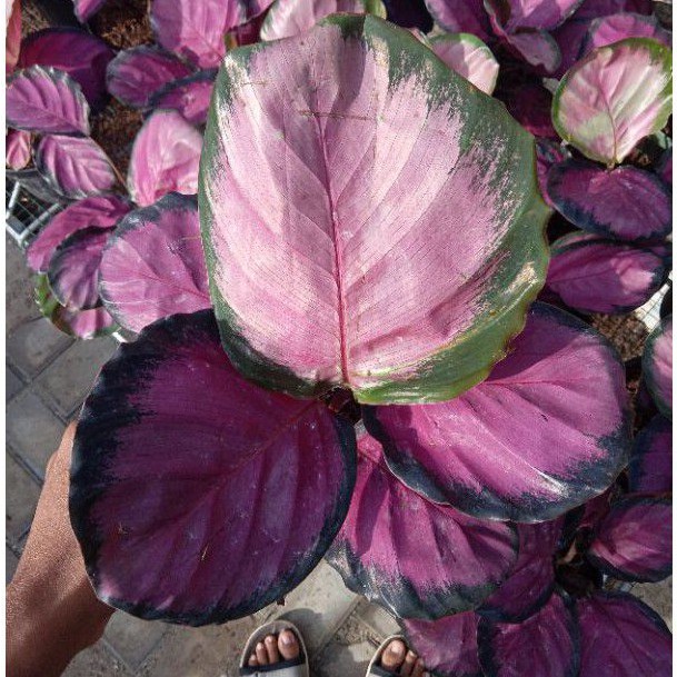 calatea crimson/tanaman hias calatea crimson/calatea murah baby