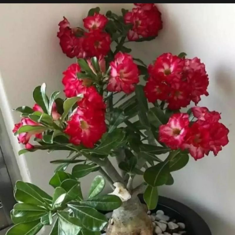 pohon kamboja jepang/adenium bunga merah bonggol besar/bibit