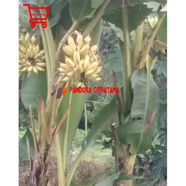 Pisang emas / bibit pisang Gading emas cepat berbuah