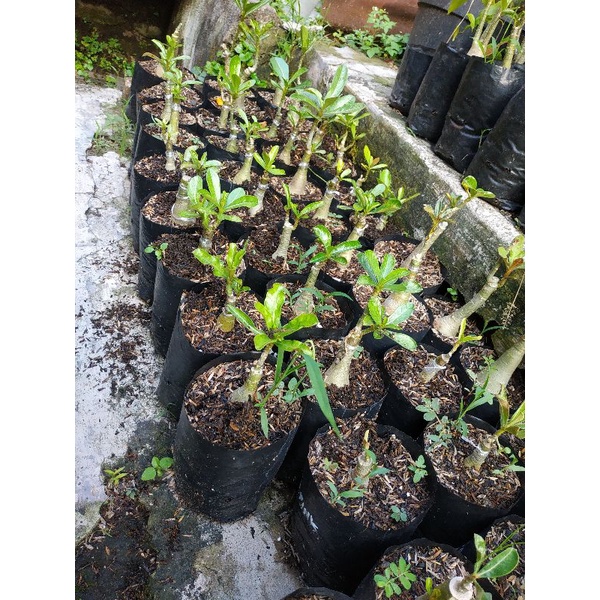 BIBIT Tanaman Bunga Kemboja Jepang - Adenium Bunga Tumpuk - Kamboja Jepang-4