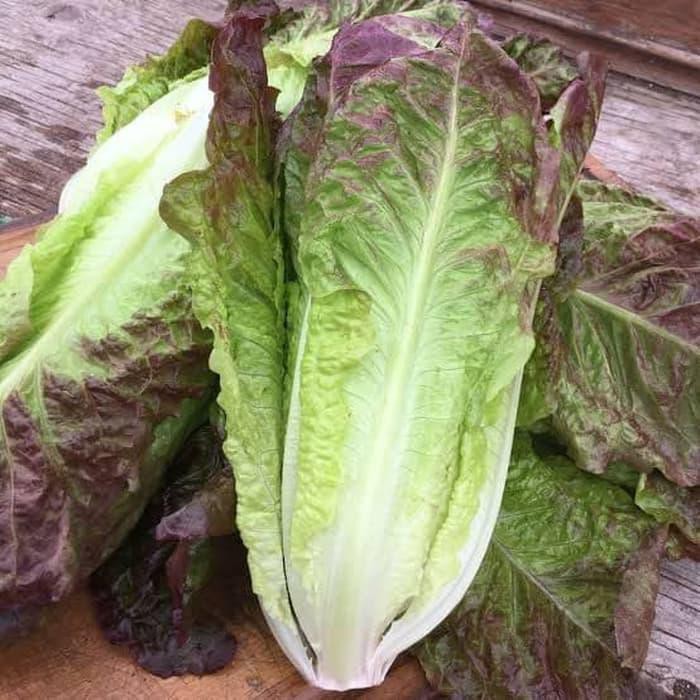 100 Benih Bibit Selada Romaine Merah Sayuran Lettuce Red Romaine Sayur Kaya Gizi Known You Seed