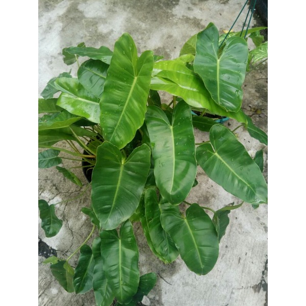 PHILODENDRON BURLEMARX - BUNGA BREKELE - BREKELE