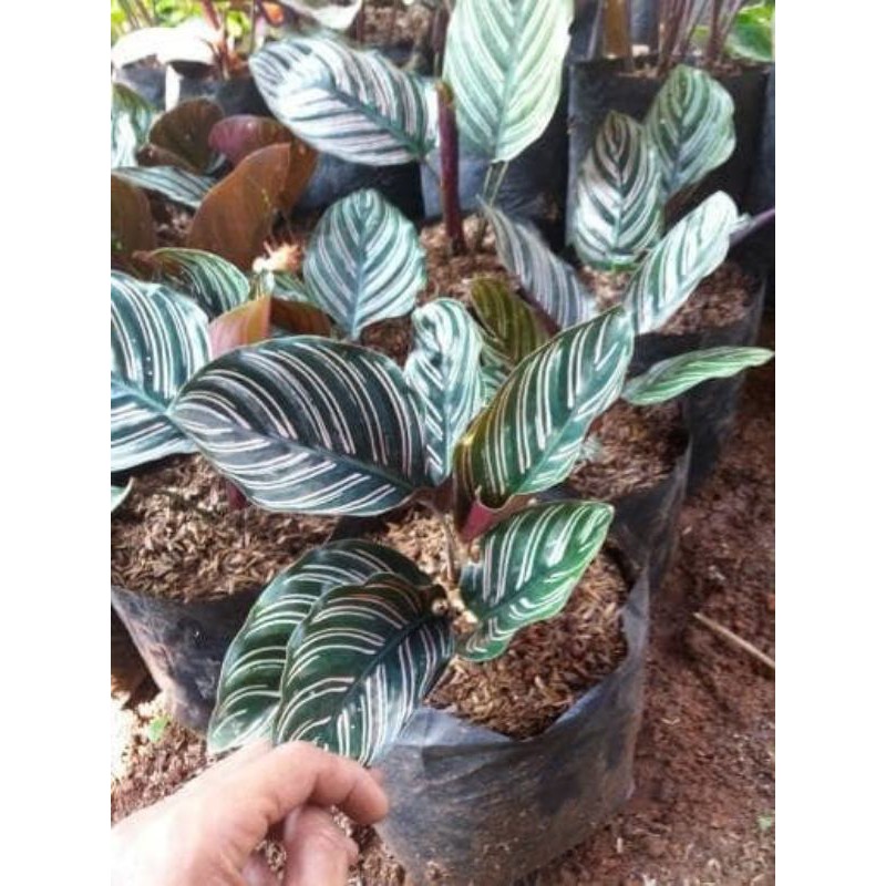CALATHEA ORNATA BATIK