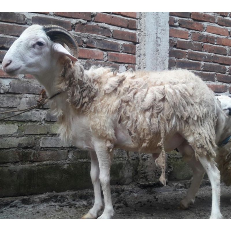 Hewan Qurban Aqiqah Kambing Domba Free Ongkir