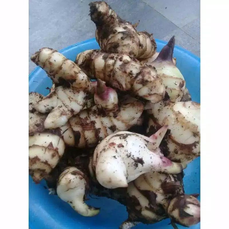 

jual umbi gayong segar 500 gram