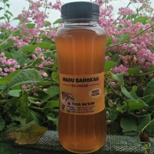 

Madu hutan apis dorsata