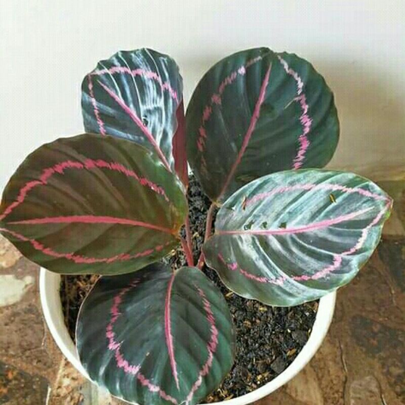 tanaman hias calathea black lipstik