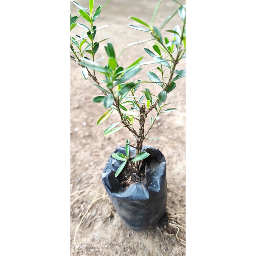 Bibit Tanaman Bonsai Boxus