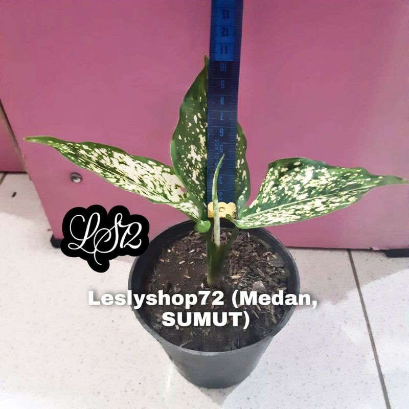 Aglonema Snow White Anakan,daun 3+