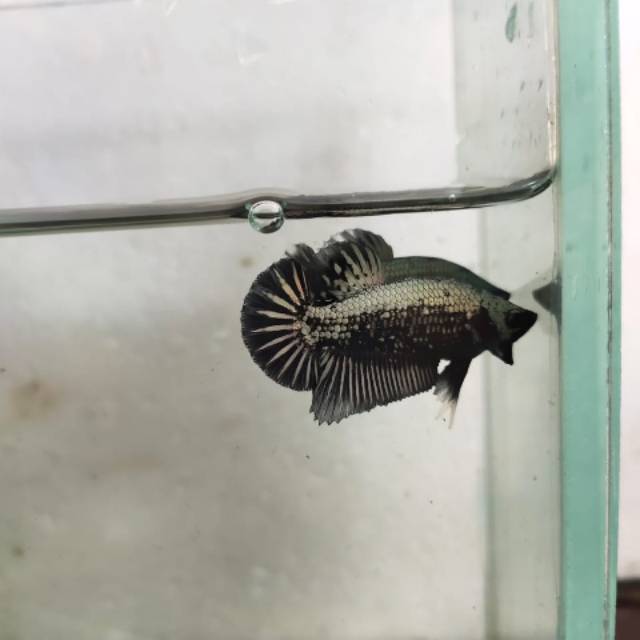 Cupang black samurai